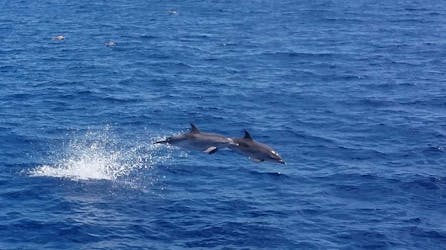 Caleta de Fuste Dolphin Watching Cruise